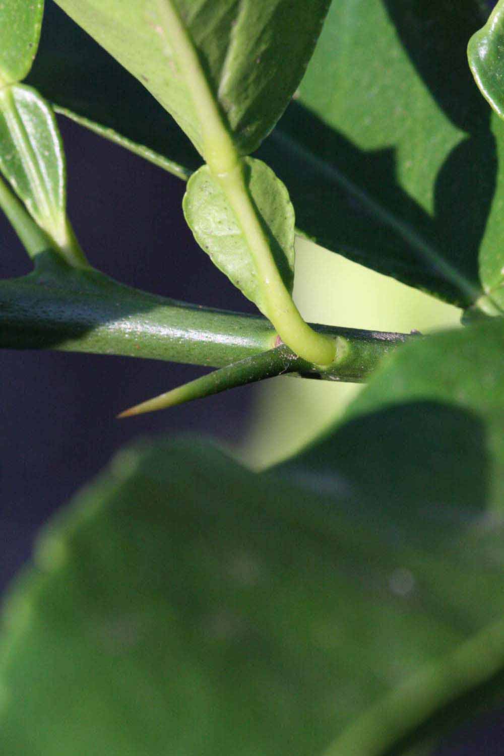              Petiole (Riverside, CA)       